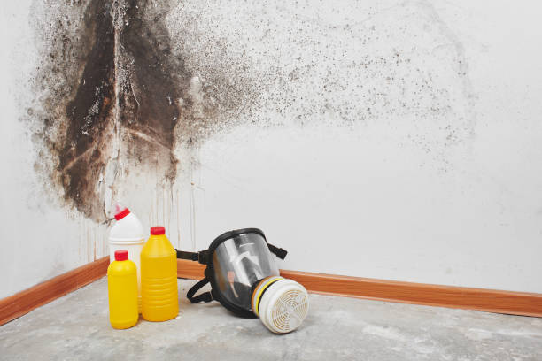 Best Emergency Mold Removal  in South Houston, TX