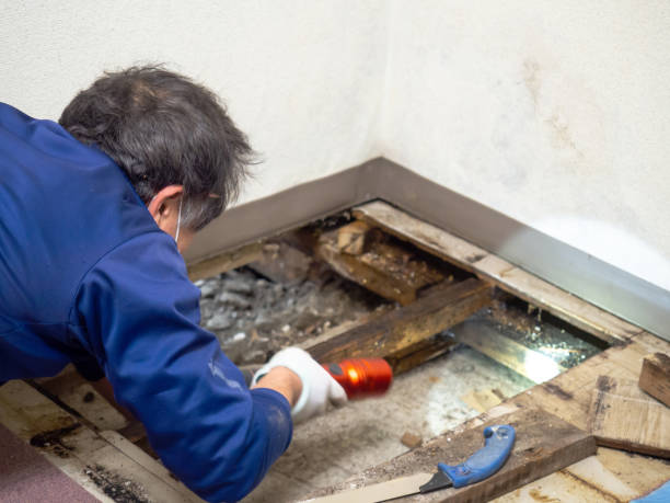 Attic Mold Removal in South Houston, TX