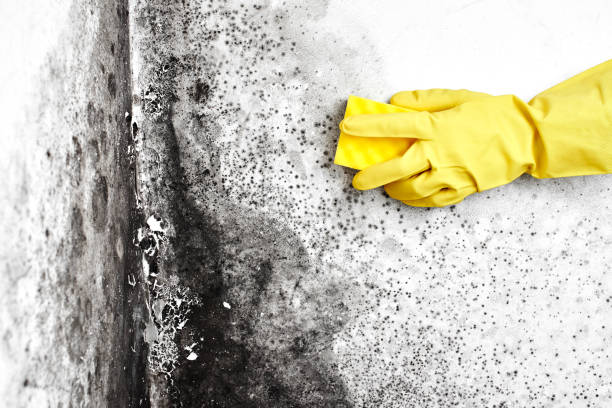 Best Professional Mold Removal  in South Houston, TX