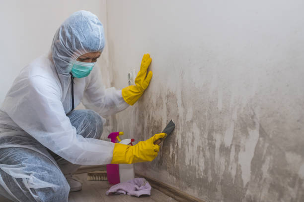 Certified Mold Removal in South Houston, TX