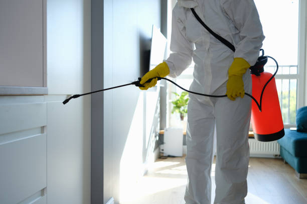 Best Home Mold Removal  in South Houston, TX