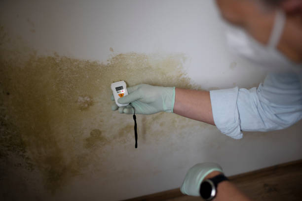 Best Toxic Mold Removal  in South Houston, TX