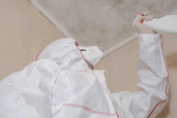 Best Professional Mold Removal  in South Houston, TX