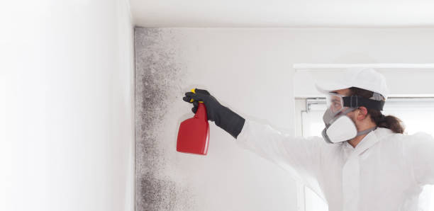 Best Commercial Mold Removal  in South Houston, TX