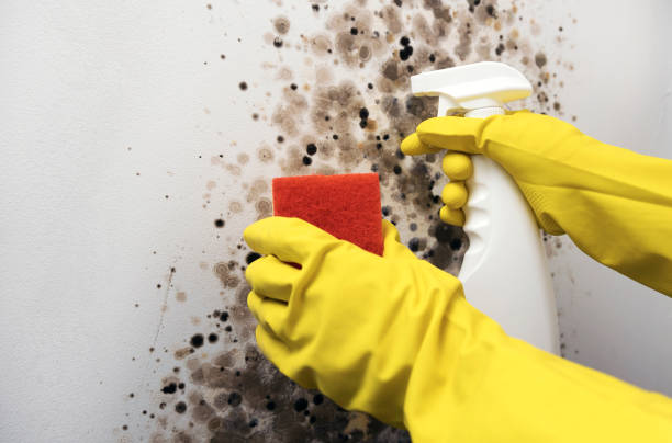 Best Commercial Mold Removal  in South Houston, TX