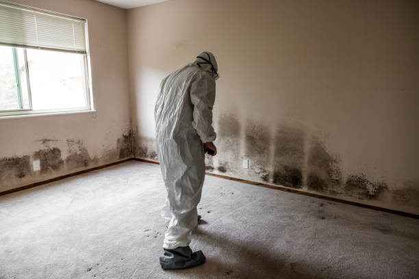 Best Mold Removal Company Near Me  in South Houston, TX