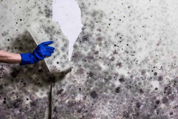 Best Crawl Space Mold Removal  in South Houston, TX