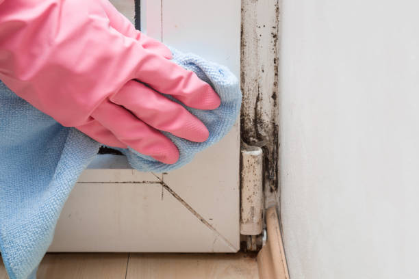 Best Mold Testing  in South Houston, TX