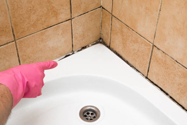 Mold Testing and Removal in South Houston, TX